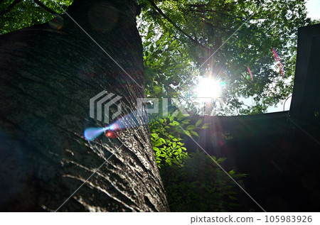 埼玉縣行田市，祛病神社行田八幡神社 105983926