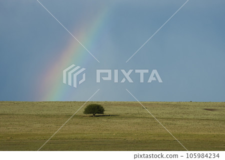 Landscape with typical tree of the Pampas plain, La Pampa Province, Patagonia , Argentina. Landscape with typical tree of the Pampas plain, La Pampa Province, Patagonia , Argentina. 105984234