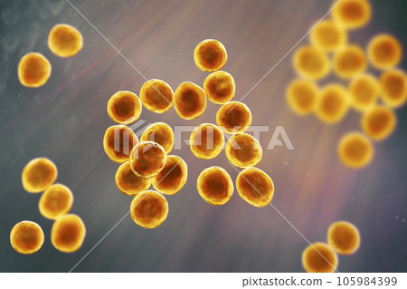 Staphylococcus bacteria, 3D illustration. Staphylococcus bacteria, 3D illustration. 105984399