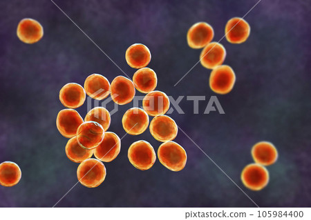 Staphylococcus bacteria, 3D illustration. Staphylococcus bacteria, 3D illustration. 105984400