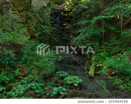 Mountain stream with small waterfalls and stones covered moss 105984599