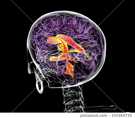 Ventricular system of the brain, 3D illustration 105984739