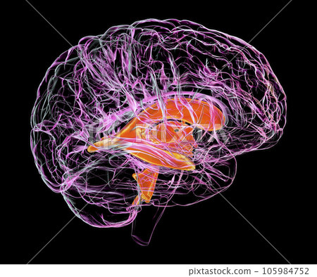 Ventricular system of the child brain, 3D illustration Ventricular system of the child brain, 3D illustration 105984752
