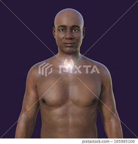 Thyroid gland anatomy, 3D illustration Thyroid gland anatomy, 3D illustration 105985100
