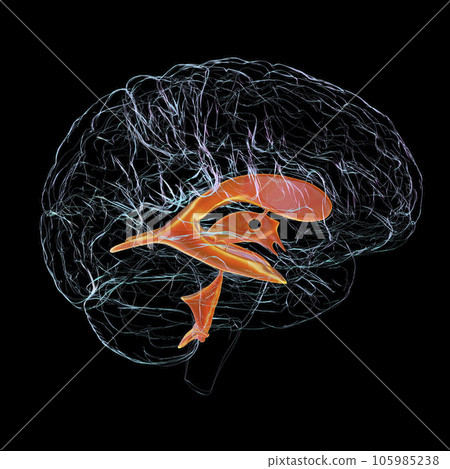 Ventricular system of brain, 3D illustration 105985238