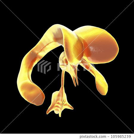 Ventricular system of brain, 3D illustration 105985239