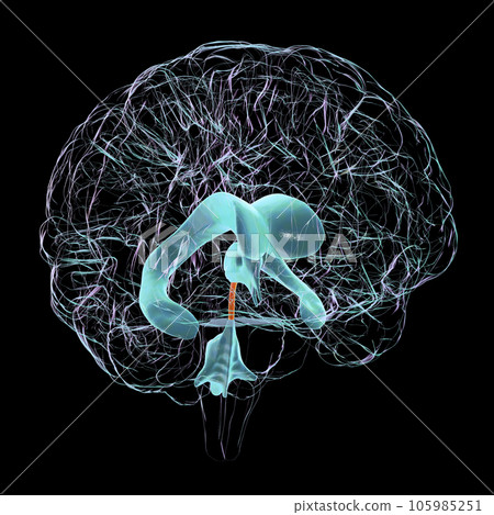 The cerebral aqueduct, 3D illustration 105985251