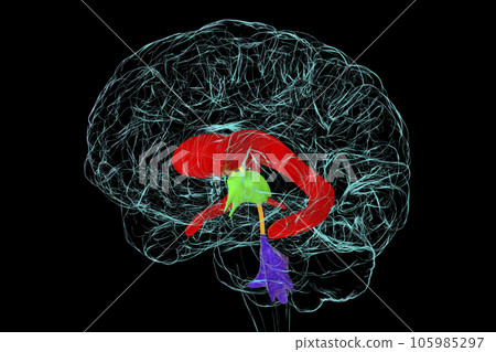 Ventricular system of brain, 3D illustration 105985297