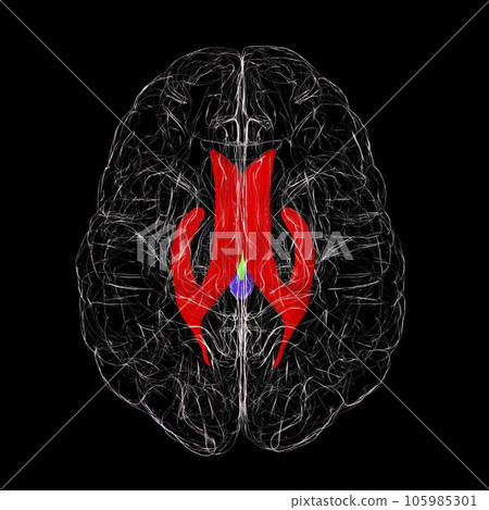 Ventricular system of brain, 3D illustration Ventricular system of brain, 3D illustration 105985301