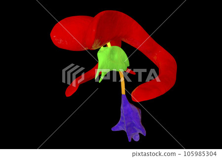 Ventricular system of brain, 3D illustration Ventricular system of brain, 3D illustration 105985304