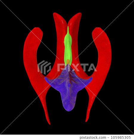 Ventricular system of brain, 3D illustration Ventricular system of brain, 3D illustration 105985305