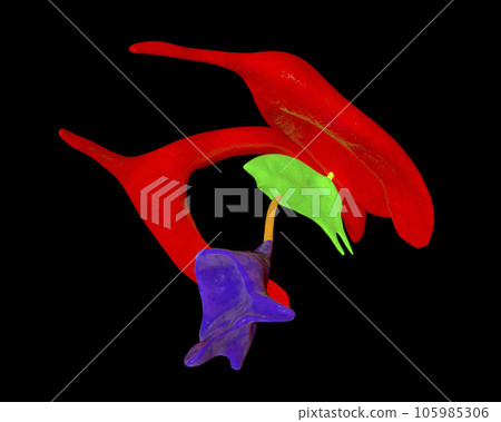 Ventricular system of brain, 3D illustration Ventricular system of brain, 3D illustration 105985306