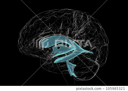 The interventricular foramen, also known as the foramen of Monro, 3D illustration. The interventricular foramen, also known as the foramen of Monro, 3D illustration. 105985321