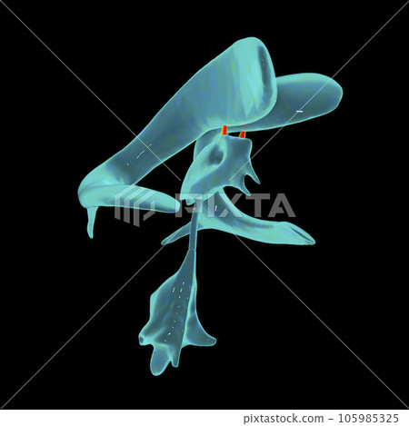 The interventricular foramen, also known as the foramen of Monro, 3D illustration. The interventricular foramen, also known as the foramen of Monro, 3D illustration. 105985325