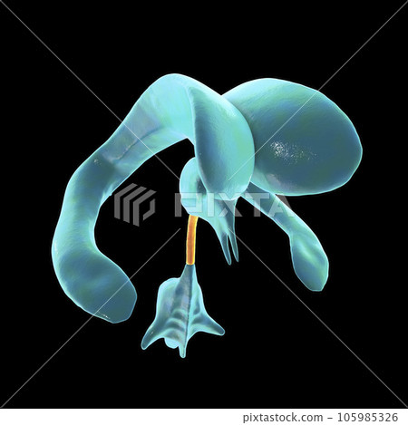 The cerebral aqueduct, illustration The cerebral aqueduct, illustration 105985326