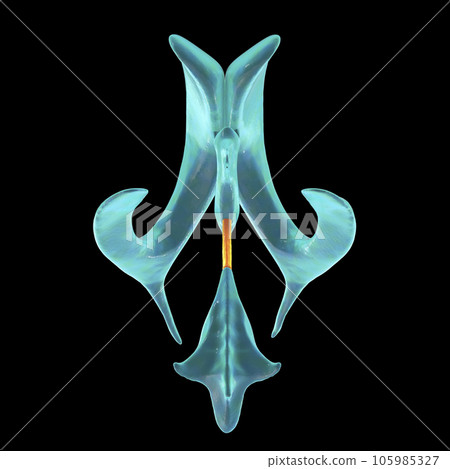 The cerebral aqueduct, illustration 105985327