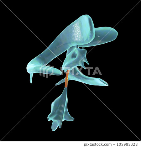 The cerebral aqueduct, illustration The cerebral aqueduct, illustration 105985328