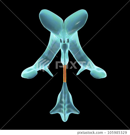 The cerebral aqueduct, illustration 105985329