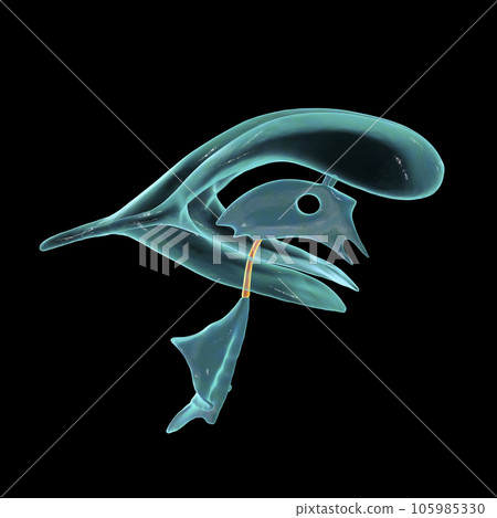 The cerebral aqueduct, illustration The cerebral aqueduct, illustration 105985330
