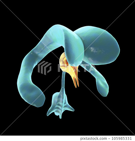 The third brain ventricle, illustration The third brain ventricle, illustration 105985331