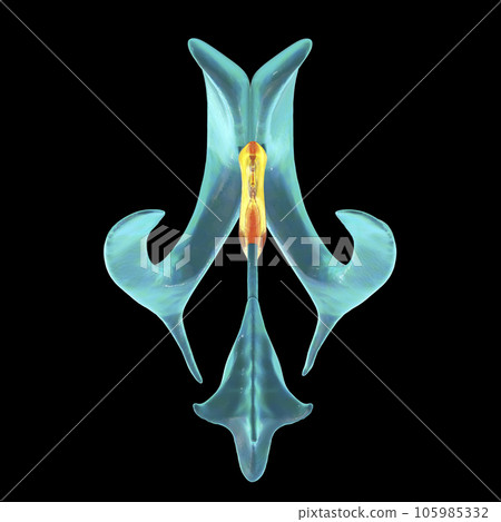 The third brain ventricle, illustration The third brain ventricle, illustration 105985332