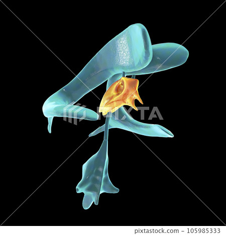 The third brain ventricle, illustration The third brain ventricle, illustration 105985333