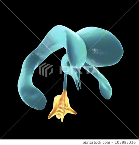 The fourth brain ventricle, illustration The fourth brain ventricle, illustration 105985336