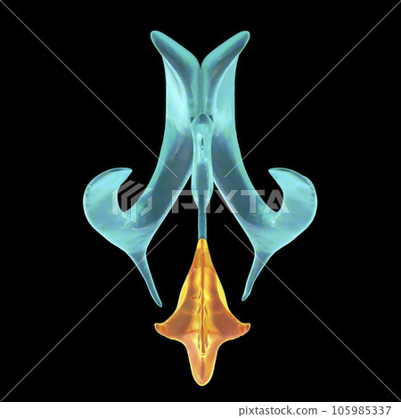 One Fourth Brain Drawing The fourth brain ventricle, illustration - Stock Illustration ...