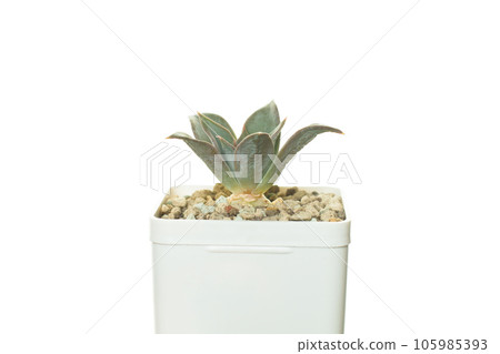 Succulent flower in pot isolated on white background Succulent flower in pot isolated on white background 105985393