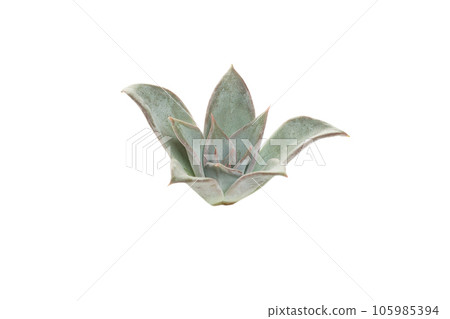 Echeveria isolated on white background 105985394