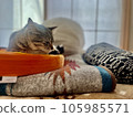 一隻小貓 105985571