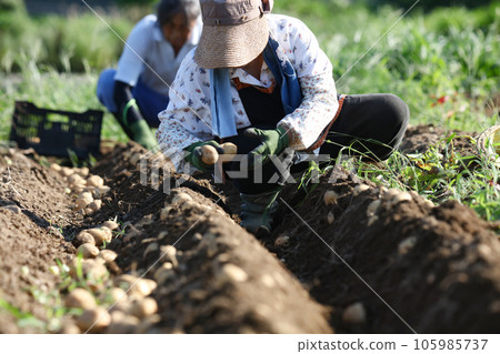 Harvesting potatoes 105985737
