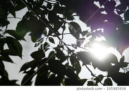 Tilting sun and worm-eaten leaves 105985916