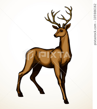Beautiful noble deer. Vector drawing Beautiful noble deer. Vector drawing 105986162
