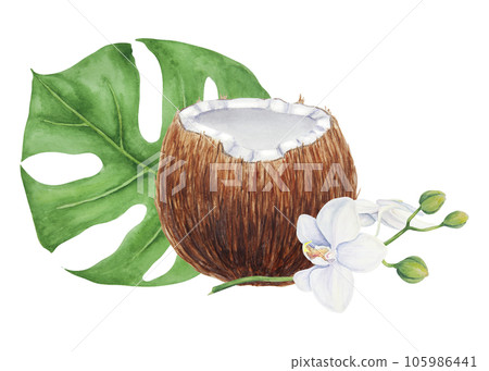 Half a broken coconut with monstera leaf and white orchid branch. Tropical botanical hand drawn watercolor illustration isolated on white. Exotic objects for travel, spa, relax, beauty business design 105986441