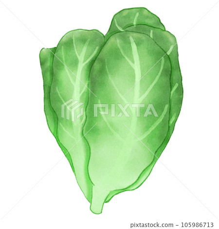 fresh green lettuce Cos salad vegetable  105986713