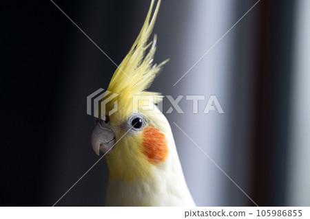 鸚鵡凝視 鸚鵡凝視 105986855