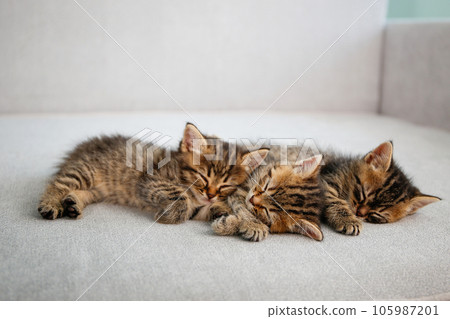 Kittens are sleeping on a gray sofa. 105987201