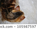 A cat with lichen on his ear. 105987597