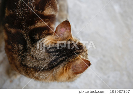 A cat with lichen on his ear. 105987597