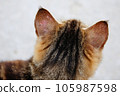 A cat with lichen on his ear. 105987598