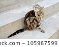 The cat is scratching with his paw. The pet has fleas. 105987599
