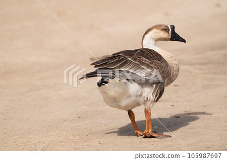 Selective focus on swan goose.Swan goose is on brown background. 105987697