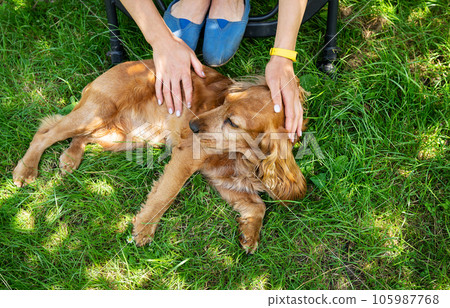 The girl strokes her dog breed Cocker Spaniel, on the street, in the park. Pets, a dog is man's best friend. The girl strokes her dog breed Cocker Spaniel, on the street, in the park. Pets, a dog is man's best friend. 105987768