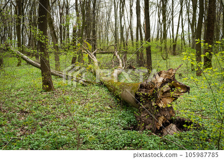 Storm damage. Fallen tree in the forest after a storm. 105987785