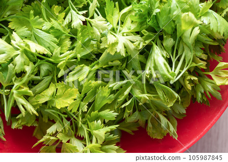 Close-up of a bunch of parsley leaves in a red plate. 105987845