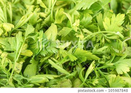 Full frame of chopped parsley leaves as background. 105987848