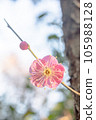 梅花告訴春天 105988128