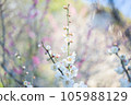 梅花告訴春天 105988129