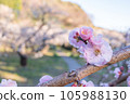梅花告訴春天 105988130